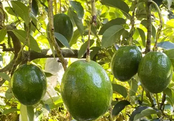 酪梨 嫁接 技巧