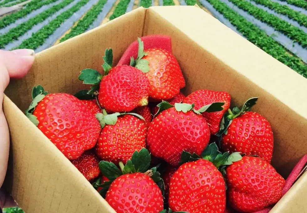 大湖草莓季全攻略：採草莓秘境、挑選技巧與一日遊行程推薦