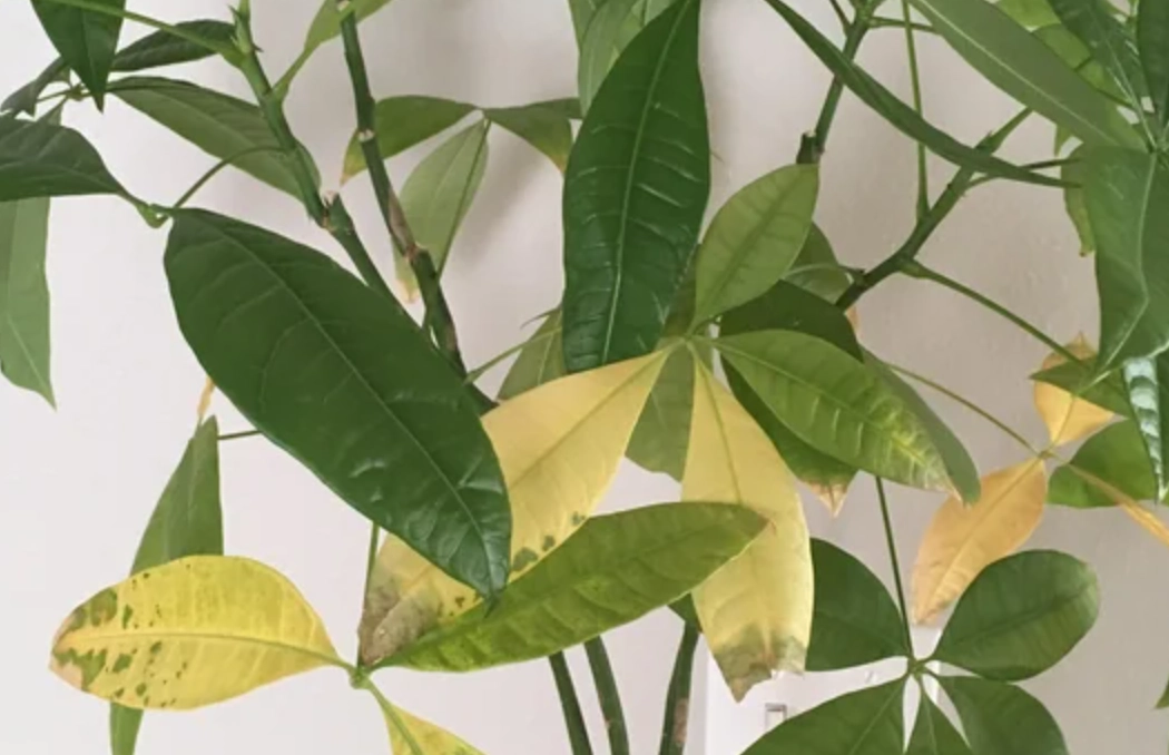 水種發財樹 葉子變黃