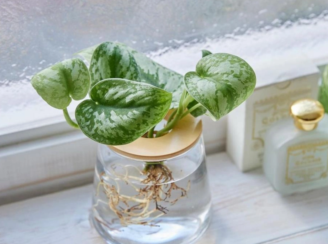 水耕營養液配方