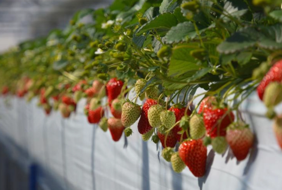桑妮草莓園 交通