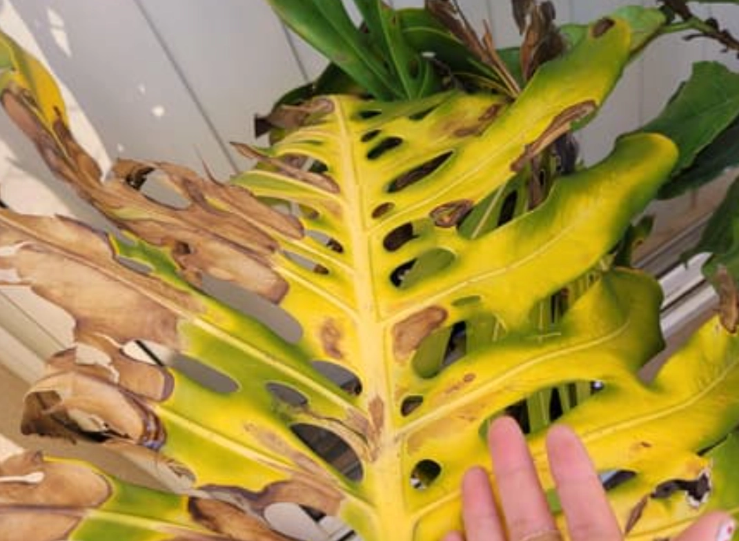 龜背芋葉子裂開