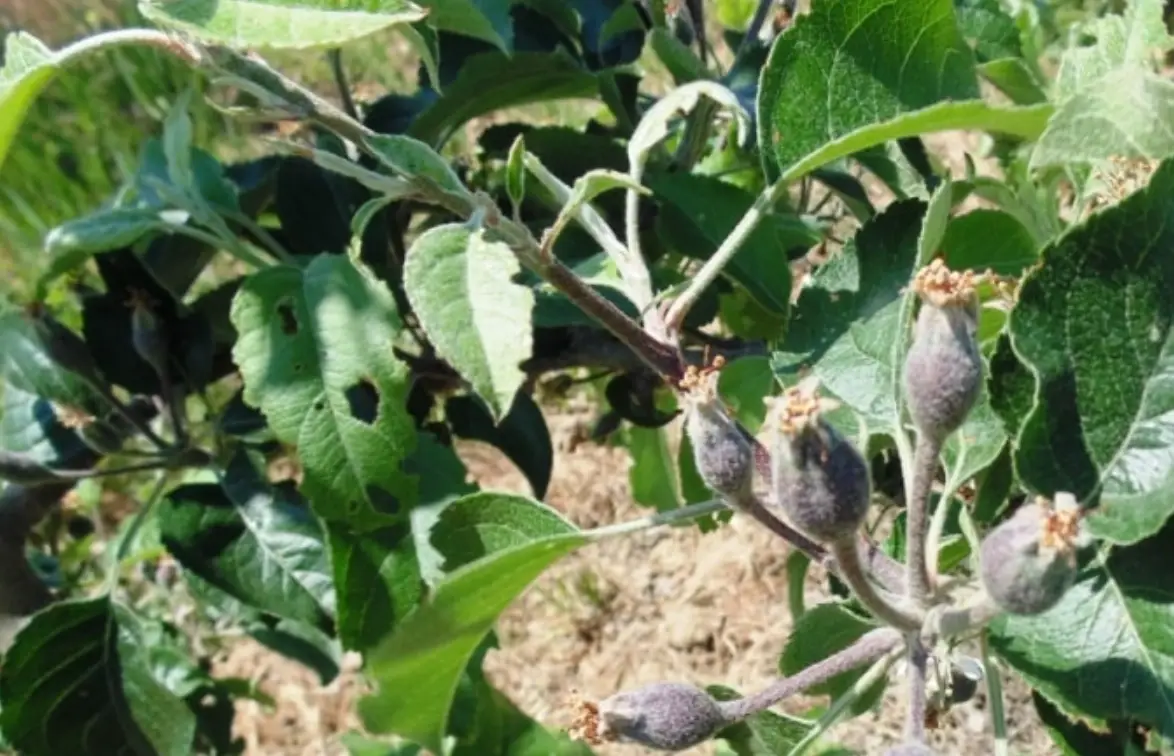 果樹病蟲害診斷