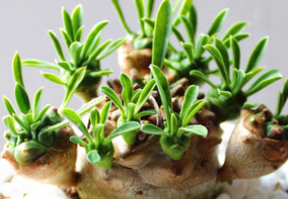 峨眉山綠植景點