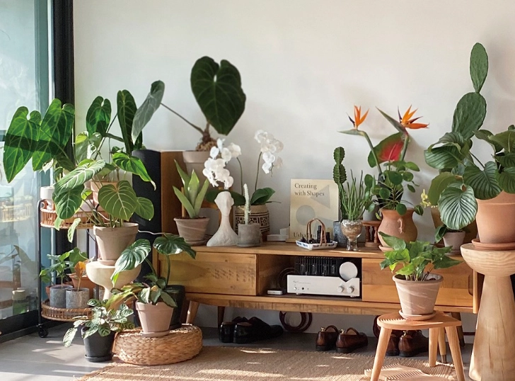 夏天室內植物挑選與養護全攻略：避開常見地雷，打造清涼綠意空間