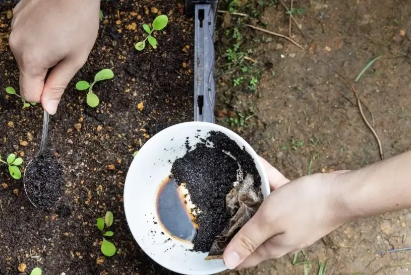 咖啡渣堆肥比例