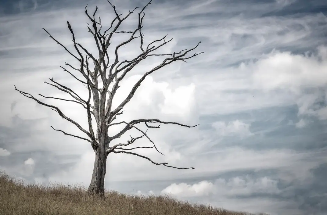 樹木自然死亡方法