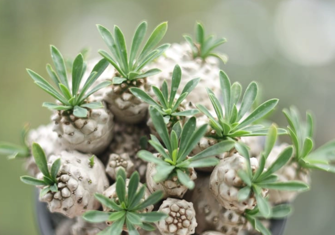 峨眉山多肉植物