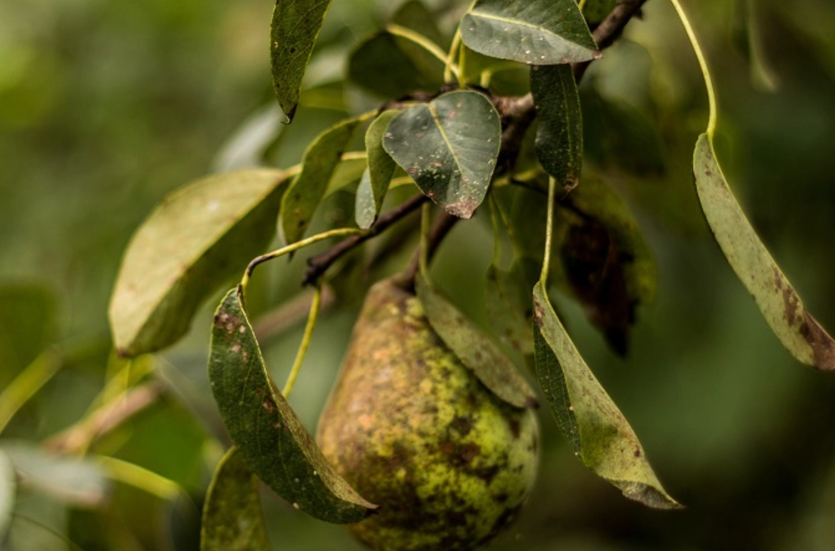 果樹病蟲害診斷