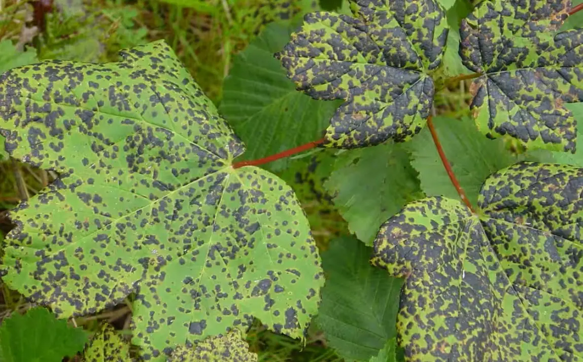 果樹病蟲害診斷