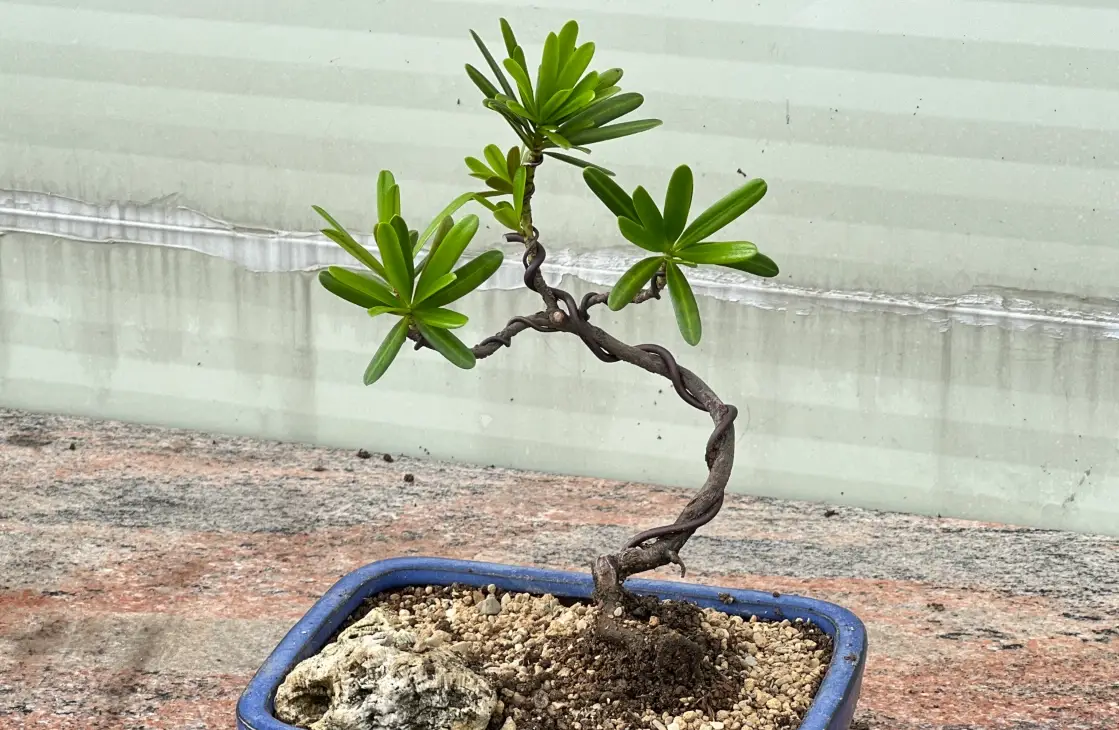 羅漢松換盆步驟