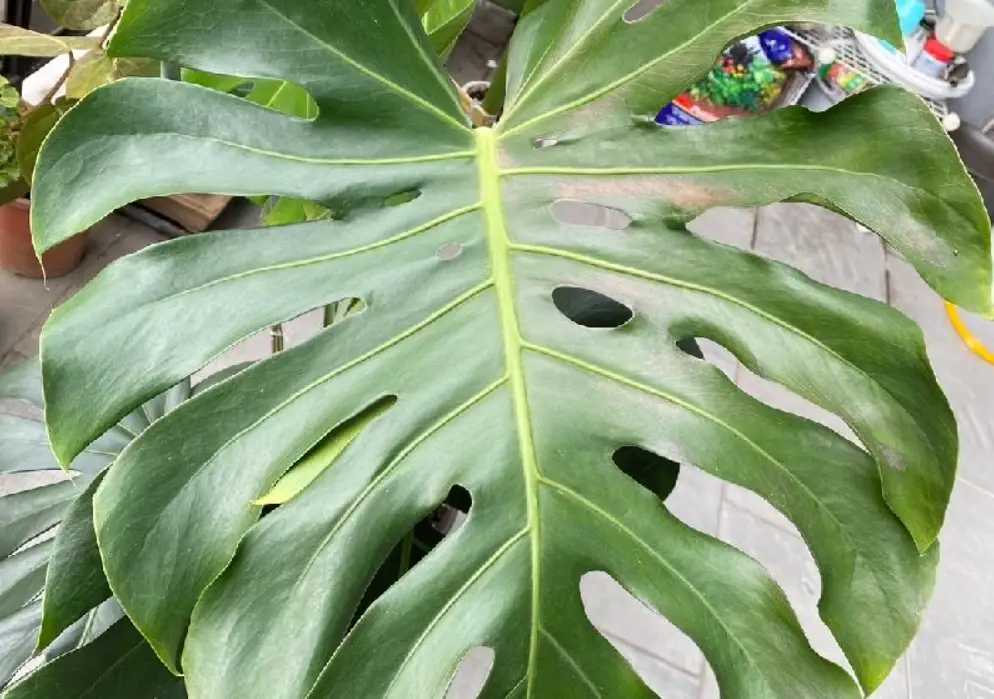 龜背芋葉子裂開