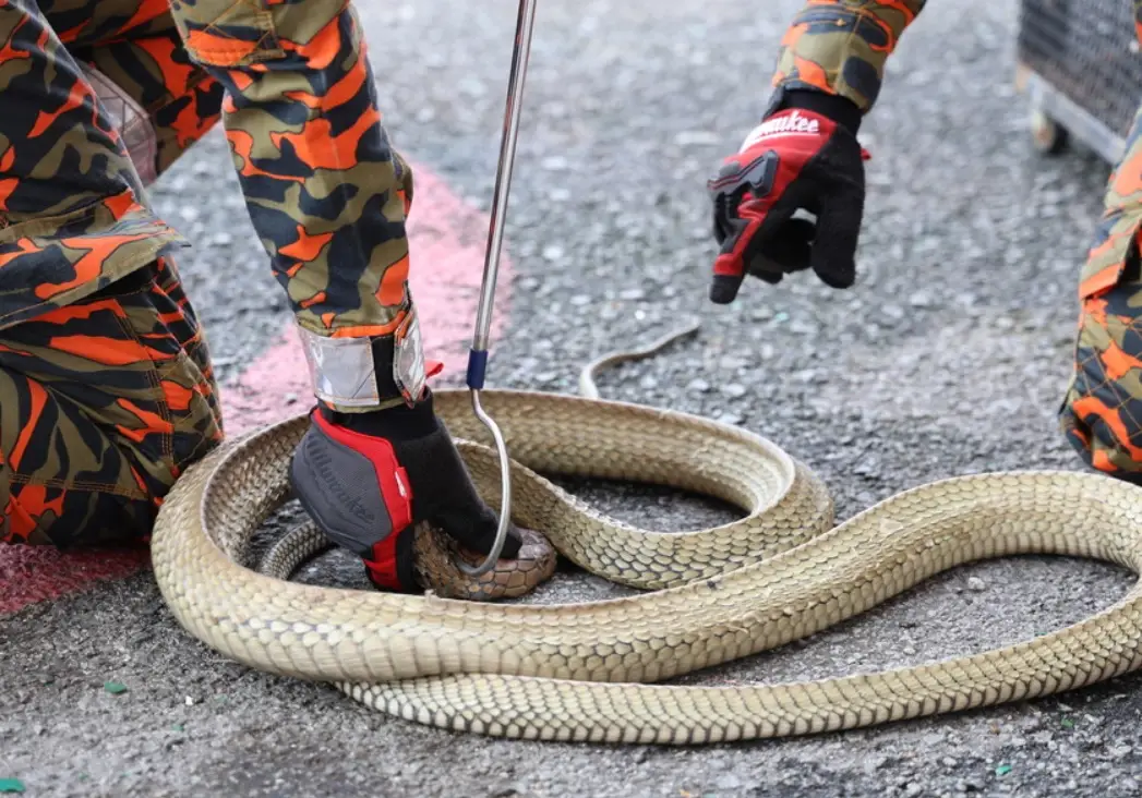 夢見抓蛇頭 意思