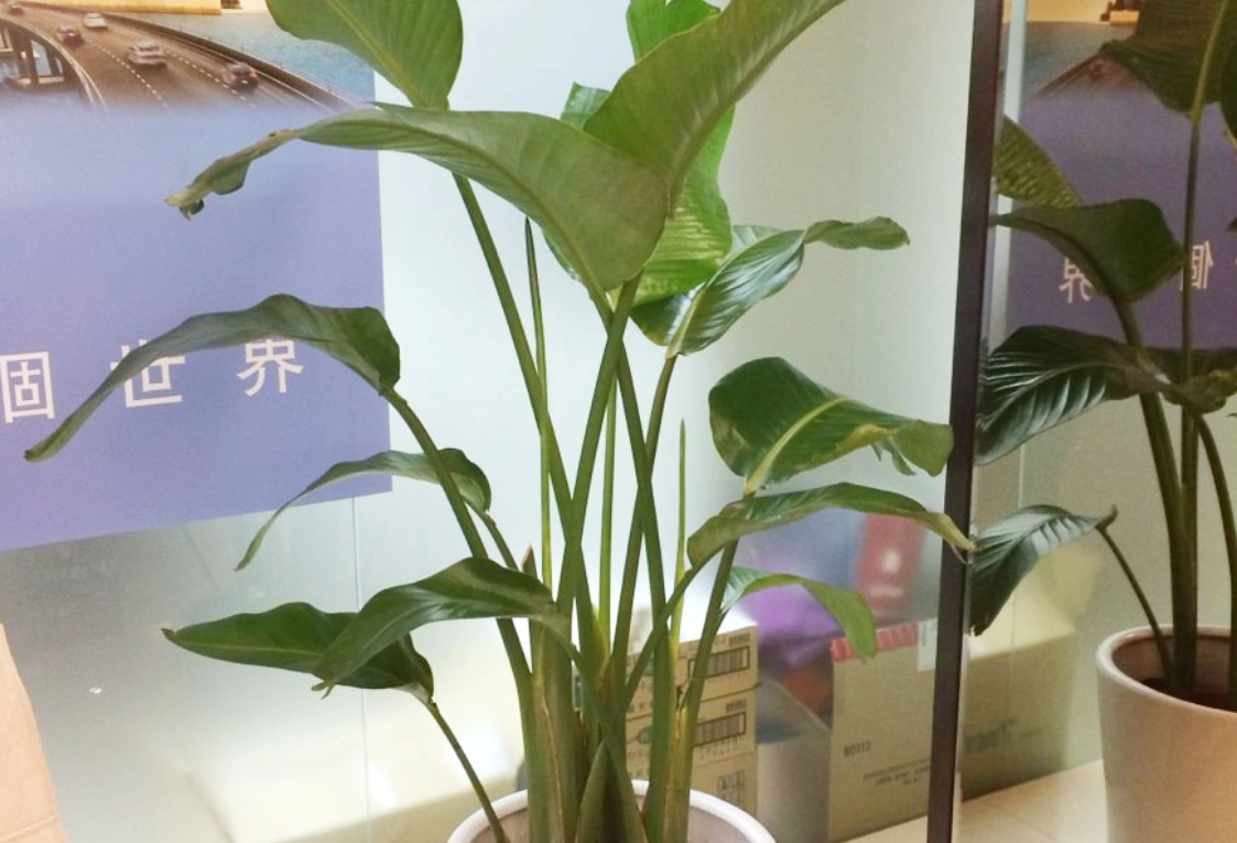 室內大型觀葉植物