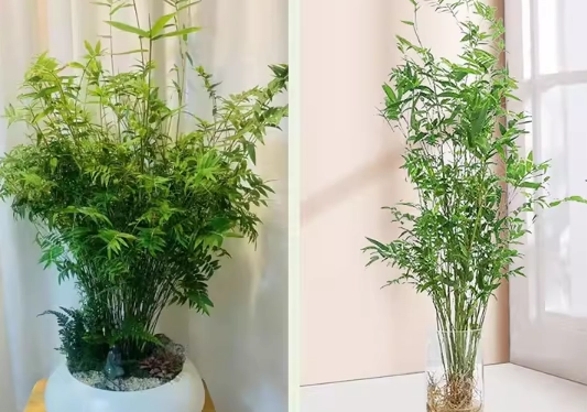 水培米竹新手入門指南：從零開始的室內綠意養護法