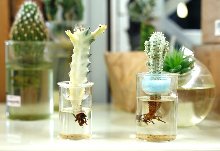 松樹水耕指南：從零開始打造室內盆景的完整攻略