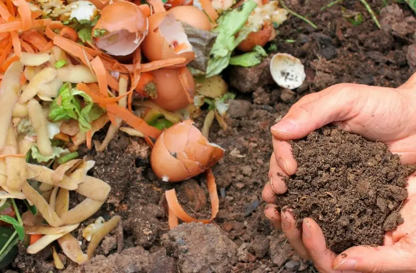黑旺特肥料使用方法