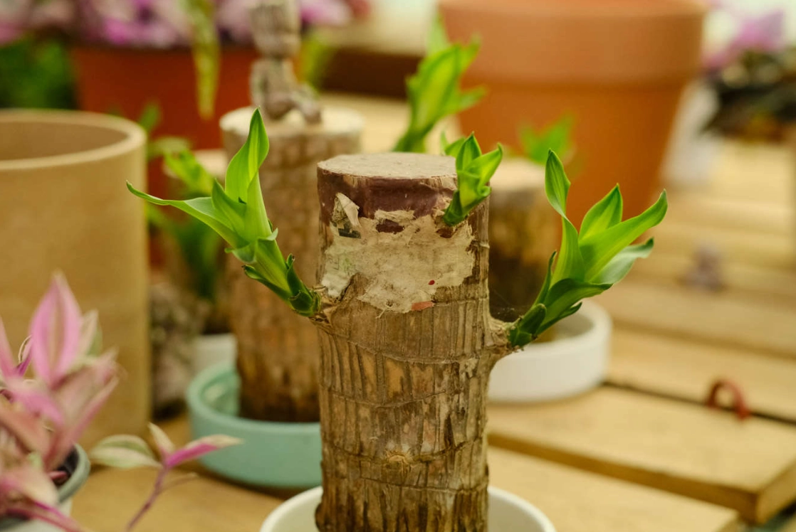 巴西木開花嗎？掌握關鍵養護技巧讓幸運木綻放花朵