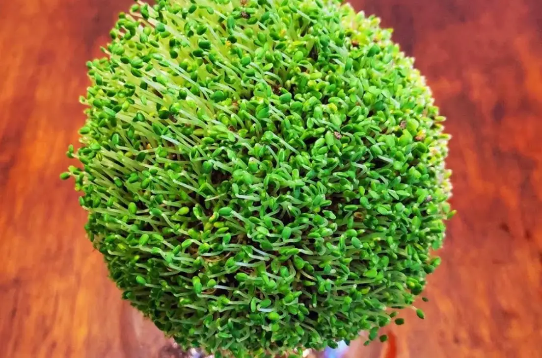 奇亞籽發芽能吃嗎？完整解析營養價值與安全食用指南