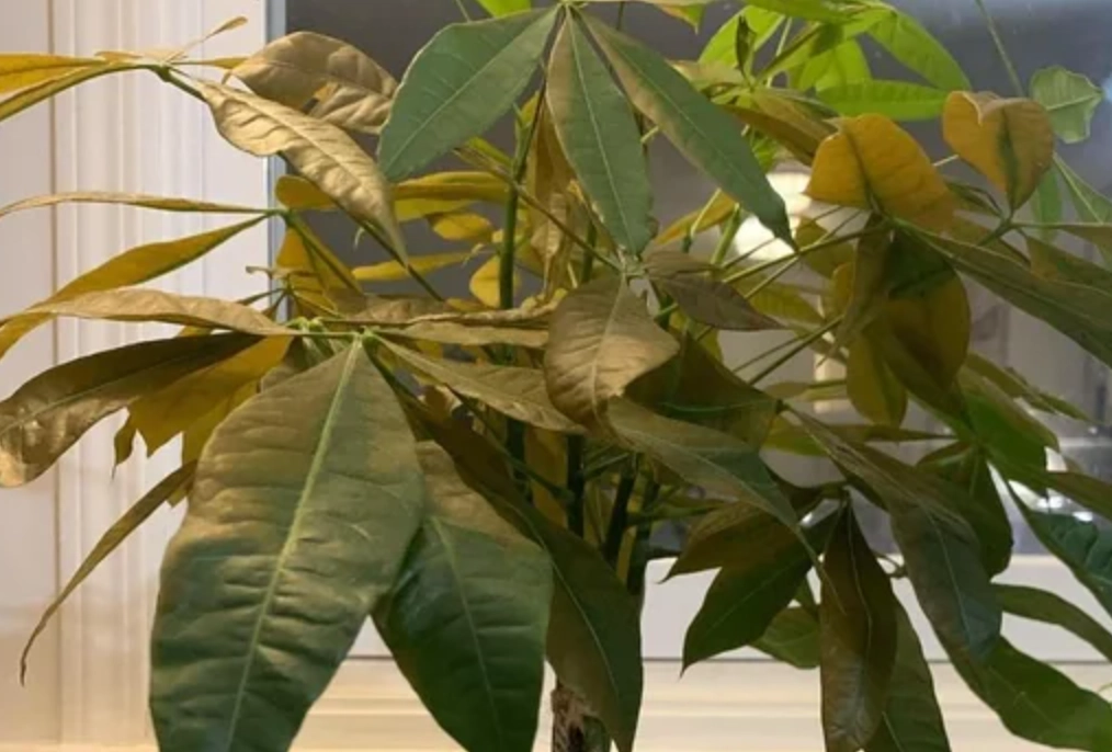 水種發財樹 葉子變黃