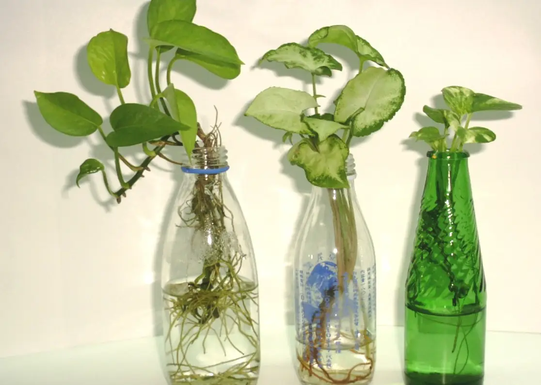 自製植物營養液