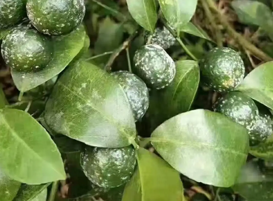 柑橘白粉病防治全攻略：從識別到根治的實戰心法