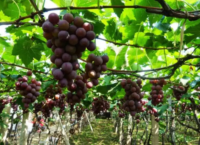種植葡萄必知！從氣候土壤到品種選擇的完整條件指南