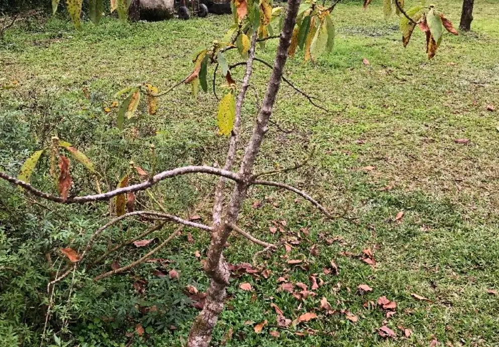 酪梨藻斑病用藥推薦