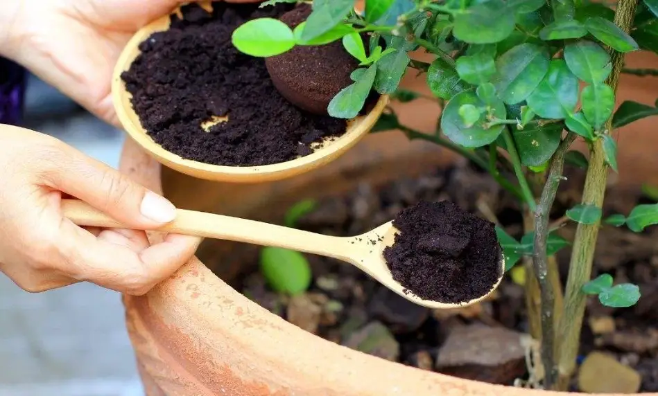 咖啡渣堆肥失敗