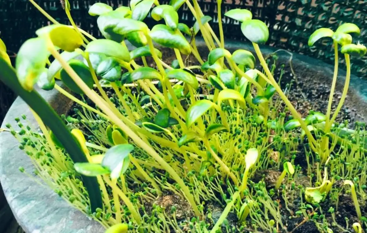 發芽奇亞籽食用