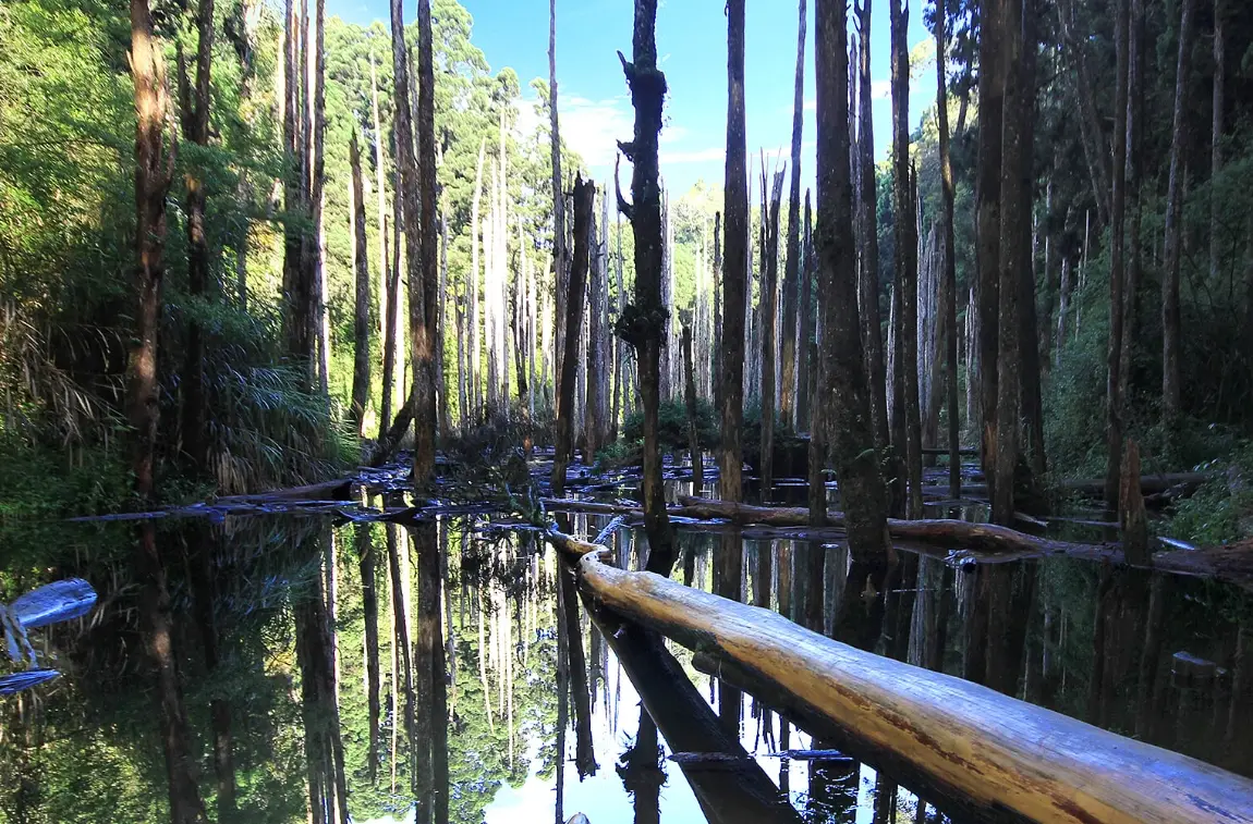 忘憂森林危險嗎？南投秘境完整安全指南與親身體驗