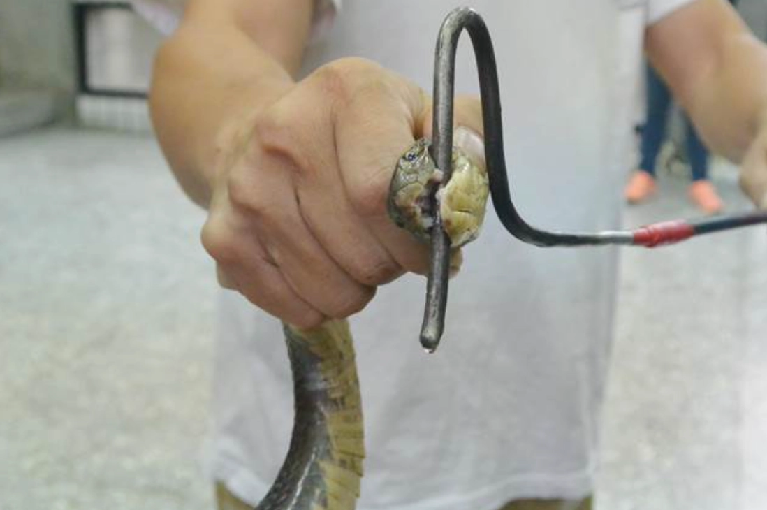 夢到抓蛇的頭是吉是兇？解夢師教你從7種情境找到轉運關鍵