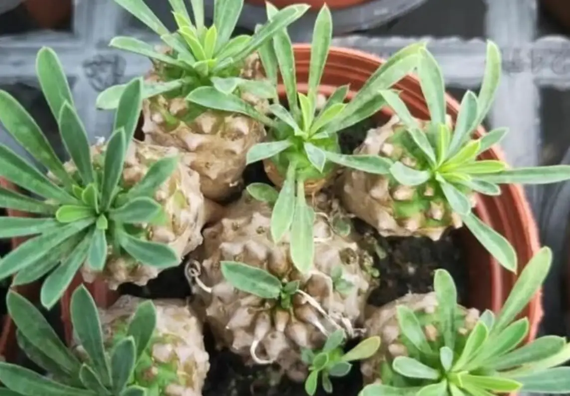 峨眉山多肉植物