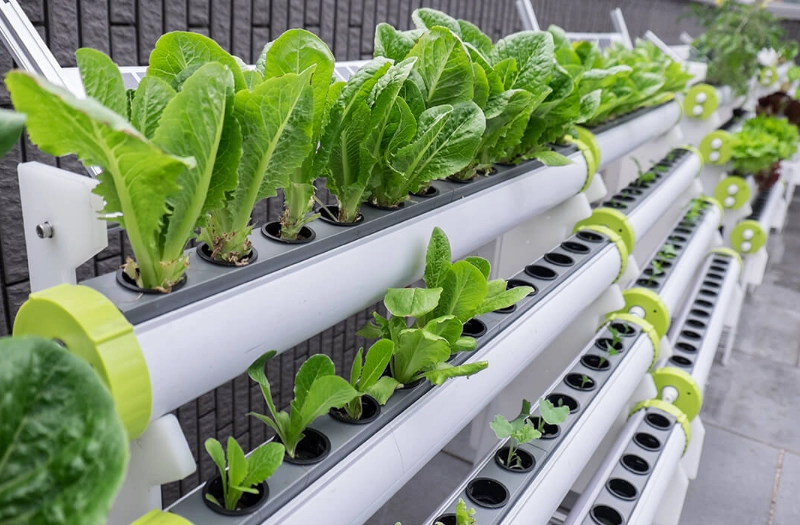 水耕蔬菜肥料終極指南：從挑選到使用的實戰解析