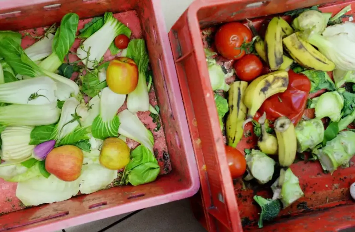 如何判斷蔬菜是否壞掉