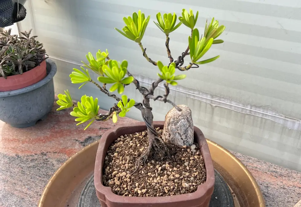 羅漢松養護技巧