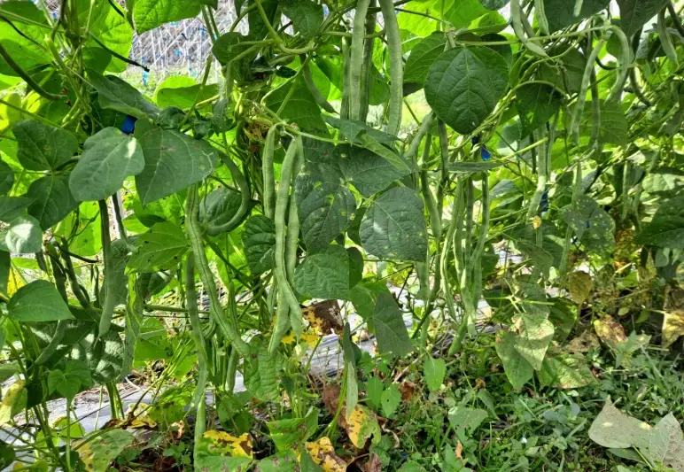 長豆種植方法全攻略：陽台也能種出高產長豆的8個關鍵步驟