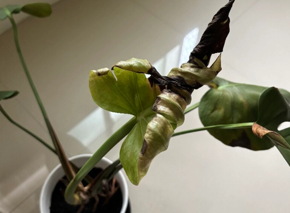 龜背芋葉子裂開