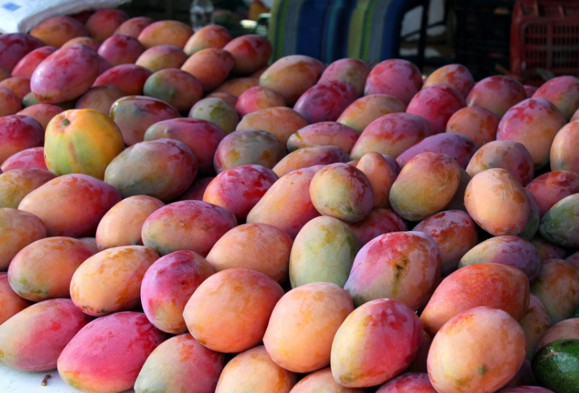 愛文芒果 種子 盆栽