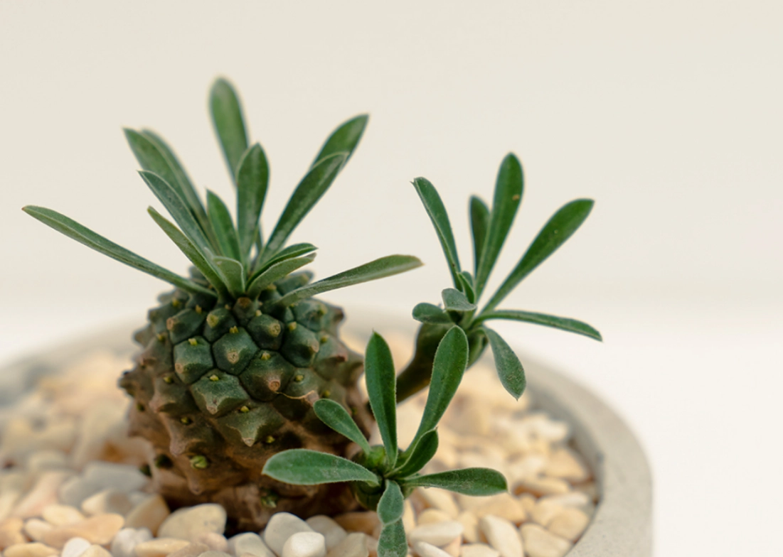 峨眉山多肉黃葉觀賞與養護全攻略：秘境探索與實用技巧