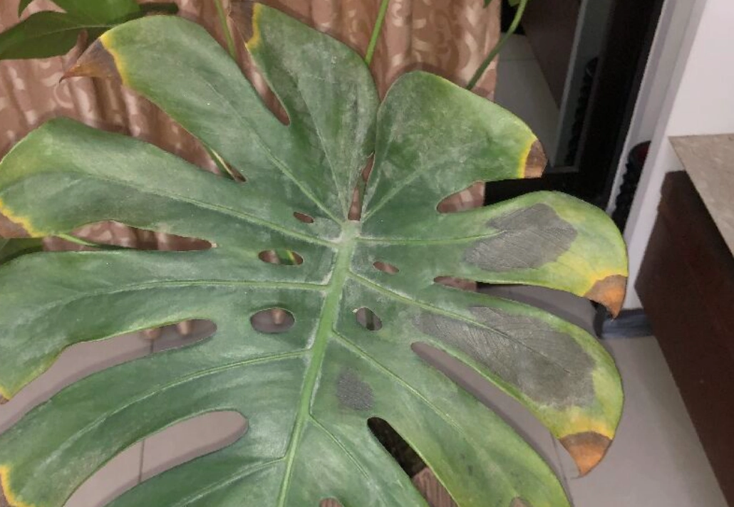 龜背芋葉子破洞