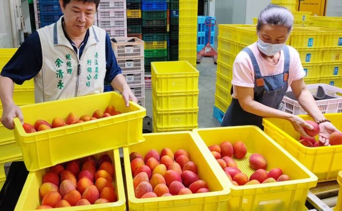 愛文芒果 種子 盆栽