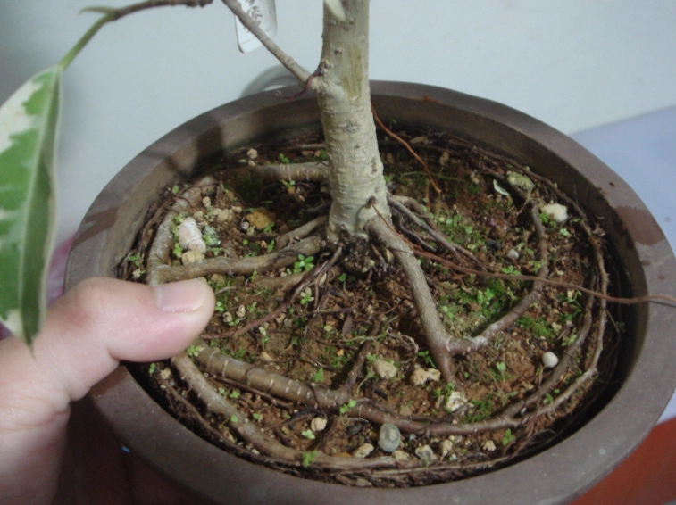 盆栽換土
