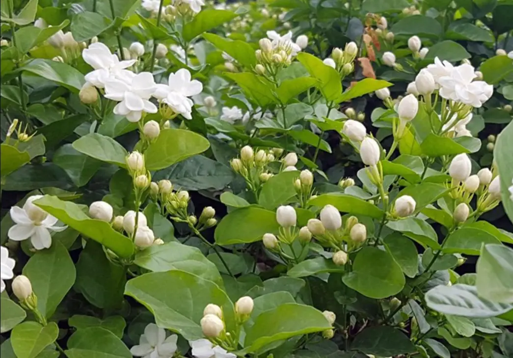 茉莉花種植修剪全攻略：從基礎到進階實用技巧