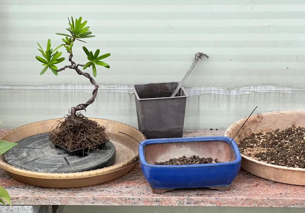 羅漢松養護技巧