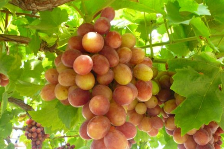如何種葡萄