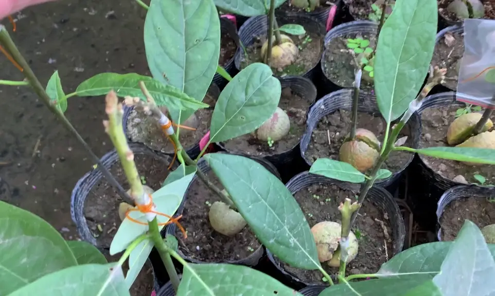 酪梨 嫁接 技巧