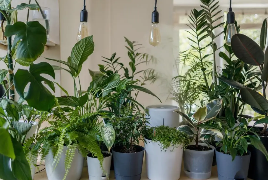 室內耐陰植物推薦與養護全攻略：低光環境也能打造綠意家居