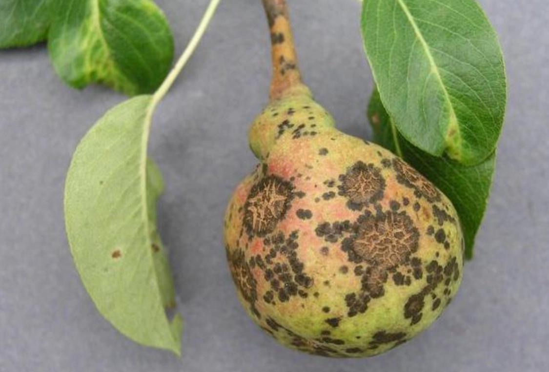 有機病蟲害防治