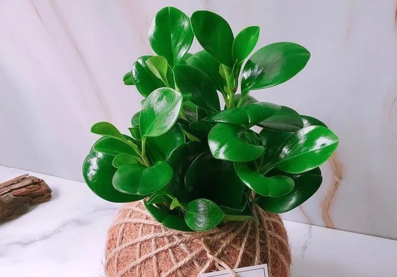 招財樹怎麼種？完整圖解與獨家養護心法，新手也能輕鬆招財